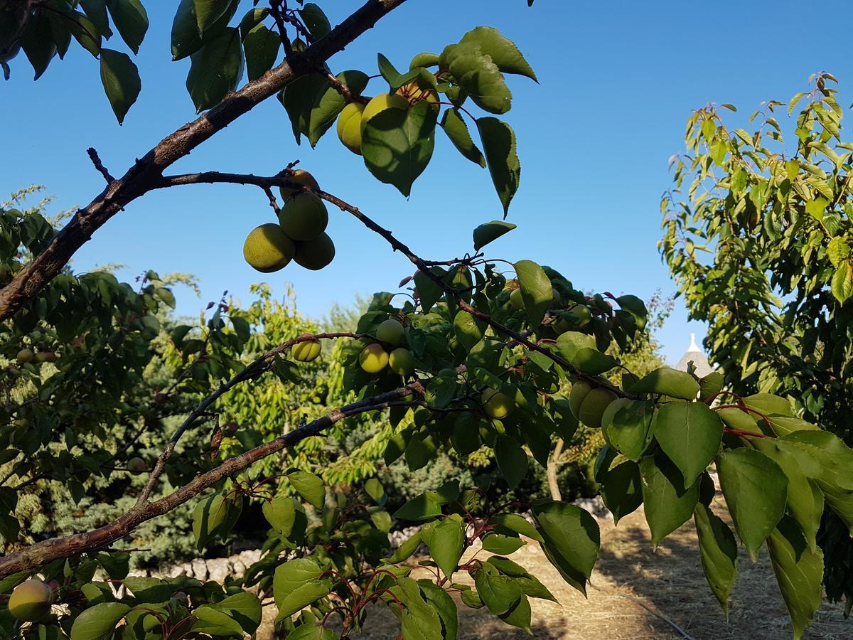 Villa Cenzina Selva Di Fasano Εξωτερικό φωτογραφία